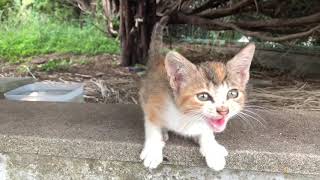 Kitten trembling while screaming