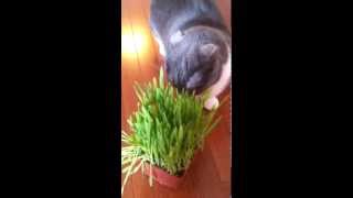 More Cat Grass For Munchie