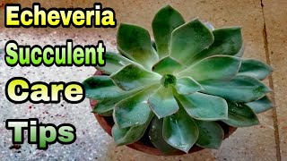 How to Grow & care of Echeveria Succulent plant|Tips for healthy Echeveria Succulent|Urdu/Hindi