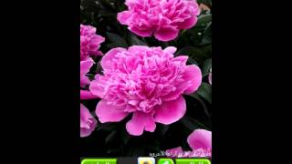 تطبيق صور وخلفيات الورود الرائعة 2014 screenshot 4