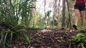 @ Spring Hammock Preserve