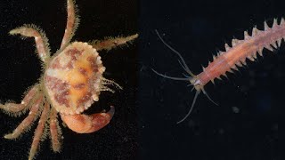 Biodiversity: ARMS Gather Whos Hiding in Puget Sound