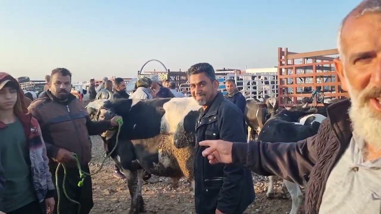 سوق البقر في بعقوبه محافظة ديالى 2023/3/13