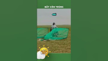 Bắt côn trùng hiệu quả