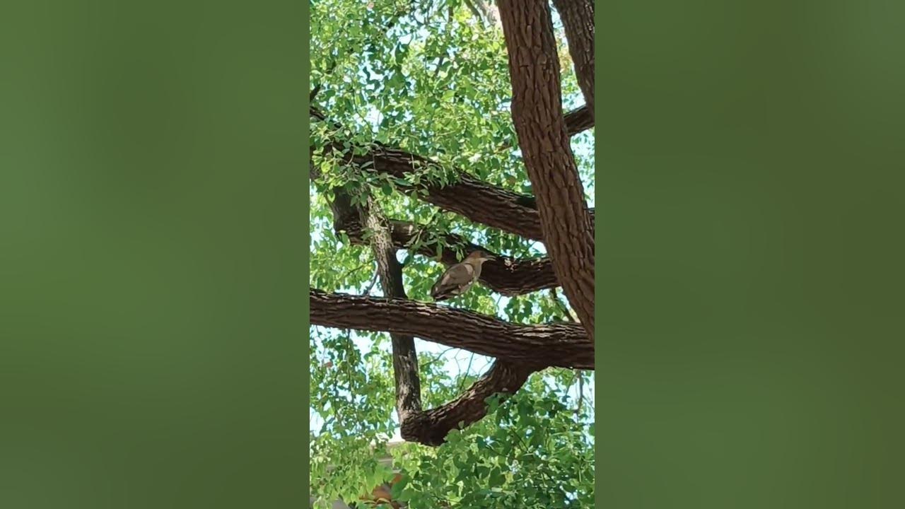 Malayan night heron#shortvideo #asmr #nature #bird