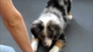Amazing All-Star Mini Aussie Puppies Show Off Their Tricks!  www.allstarminiaussies.com