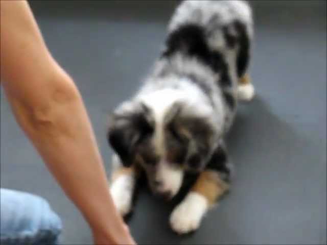 Amazing All-Star Mini Aussie Puppies Show Off Their Tricks!  Www.Allstarminiaussies.Com - Youtube