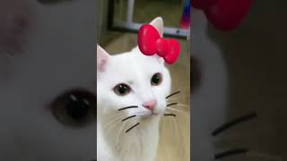nice cat video