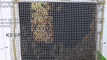 Bee Swarm Catching Box