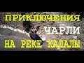 Приключения песика Чарли на реке Калалы.