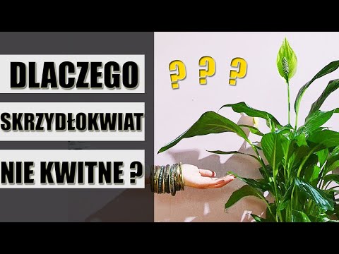 Wideo: Dlaczego Liście Spathiphyllum żółkną?