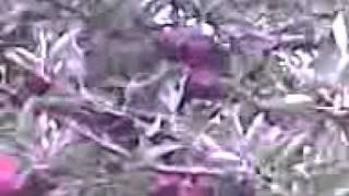 My Apple Orchard .avi