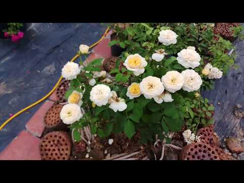 Video Hoa hồng cắt cành Juliet Rose ( David Austin) - youtube