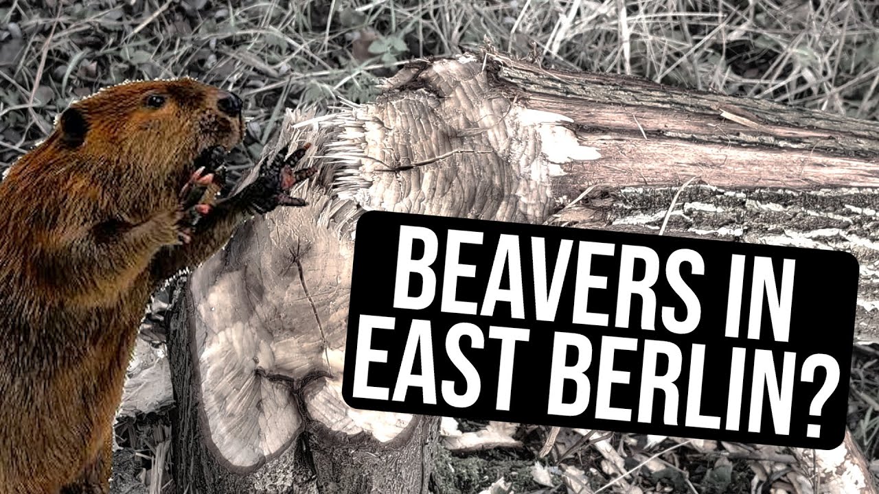 My New "Neighbors": Spotting Wildlife in East Berlin