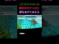 賢い野生のカナヘビ...#shorts @biolife-1st
