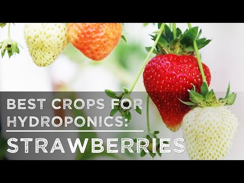 Best Crops for Hydroponics: Strawberries