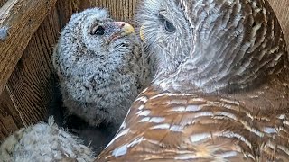 Mama Barred Owl Riles Up Owlets During Morning Feeding in a Crowded Box! April 26, 2024