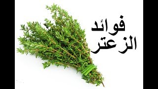 فوائد الزعتر الصحية fawaid zaatar