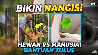 TOP 10 Penyelamatan Hewan Paling Mengharukan 3 dan 7 paling mengharukan