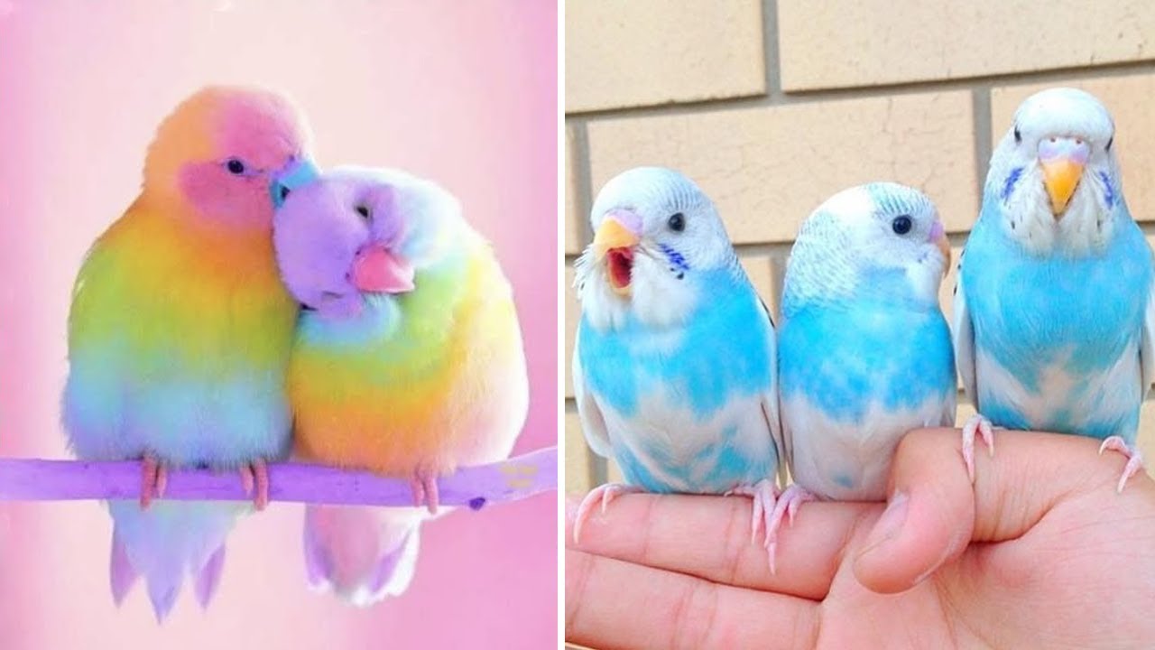 Baby Animals 🔴 Funny Parrots and Cute Birds Compilation (2020) Loros Adorables Recopilación #6