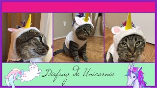 Hice un disfraz de Unicornio para mi gato (Moonpie)