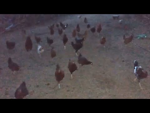 Live With 85 Chickens