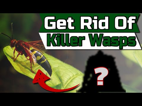 Vidéo: Cicada Wasp Hunters - Comment contrôler la guêpe tueuse de cigales