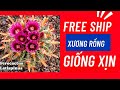 Nhiều xương rồng xịn xò không thể bỏ qua #cayxuongrong #xuongrongbmt