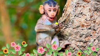 little adorable monkey is sitting under  shade of a tree eating lotus seeds.