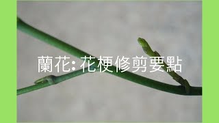 蘭花 – 蝴蝶蘭花梗修剪注意事項 | 蘭花種植