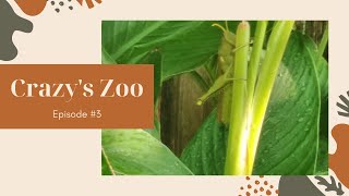 Crazy's Zoo Episode #3