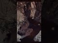 حسن الاميري يا دنيتي عيونك وطن قلب الحزين بلا من
