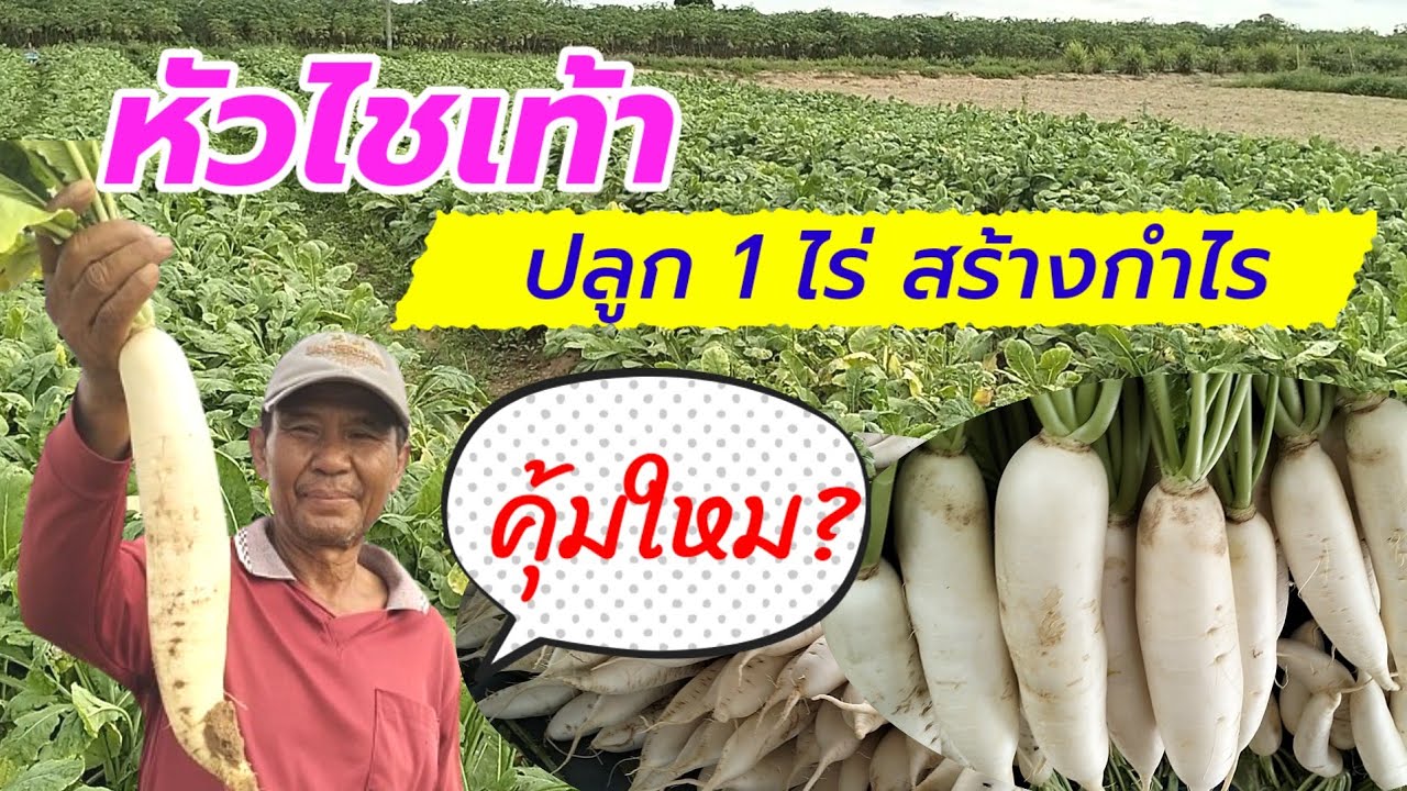 หัวไชเท้า ปลุก 1 ไร่ สร้างรายได้  คุ้มใหม? วิธีปลูกและดูแลหัวไชเท้า