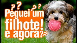 Primeiros dias do filhote: o que preciso fazer?