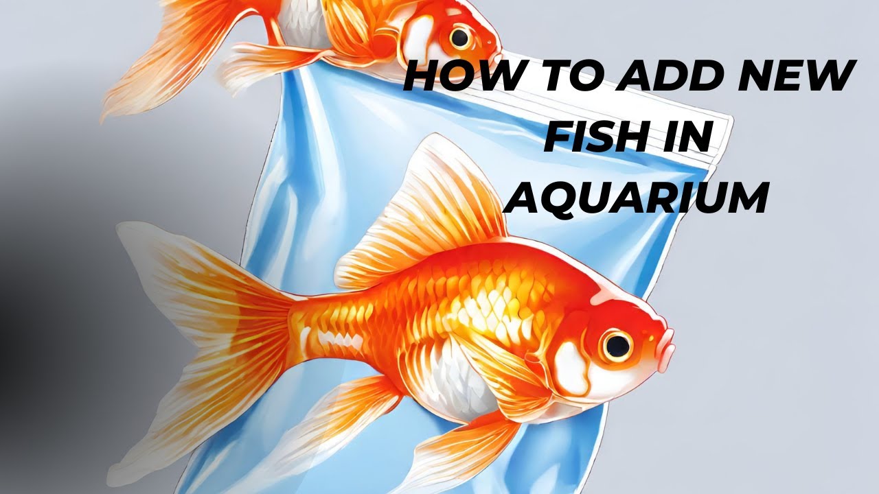 HOW TO ADD NEW FISH IN YOUR FISH TANK.