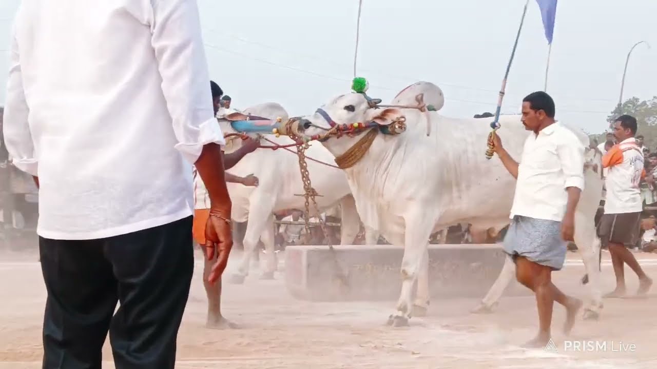 బోరెడ్డి కేశవరెడ్డి మొదటి బహుమతి. ఏమిగనూర్ న్యూ క్యాటగిరి విభాగం 2025.