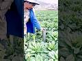Exceptions and new vegetable harvesting #shorts