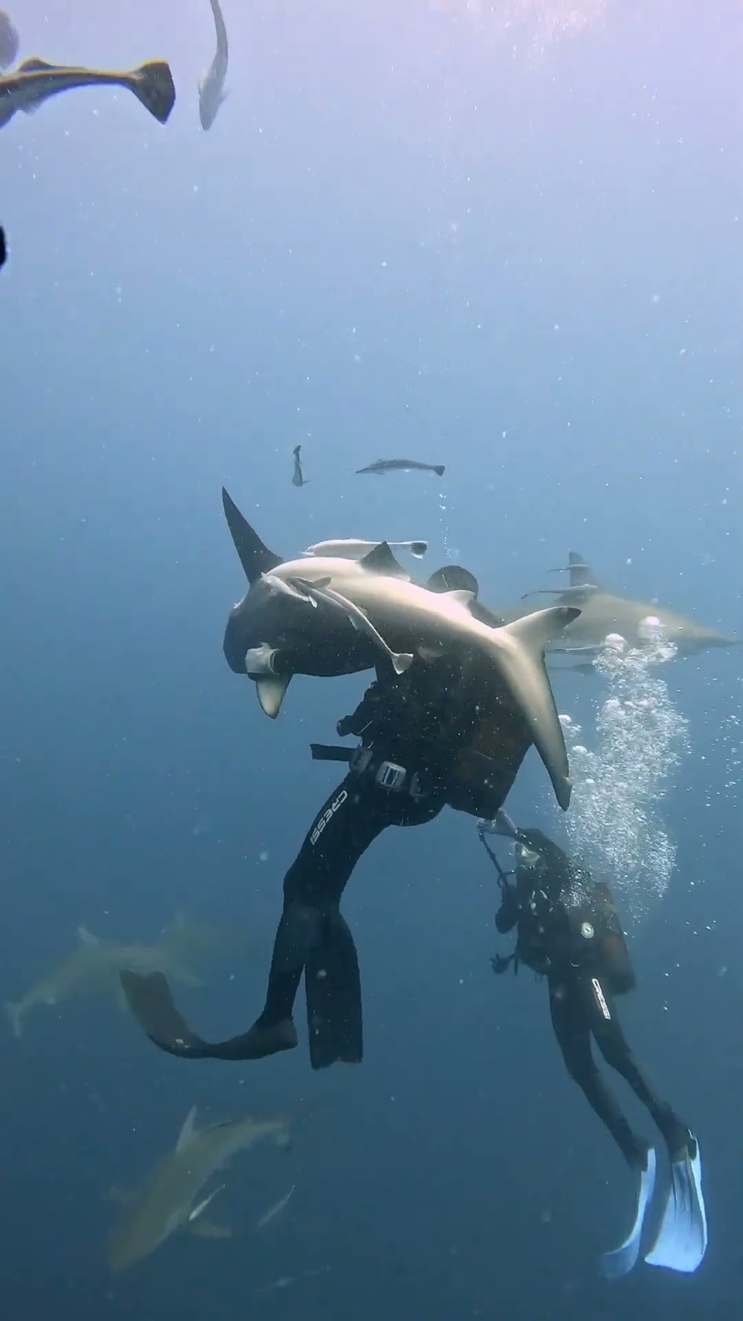 Shark Smack || ViralHog