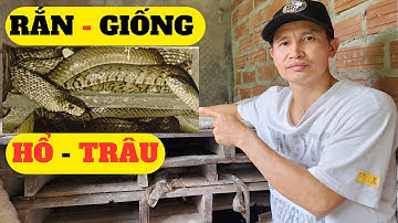 Rắn Giống Hổ Trâu,Ráo Trâu Mới Nhất 2024  – Trại Giống Đông Sơn