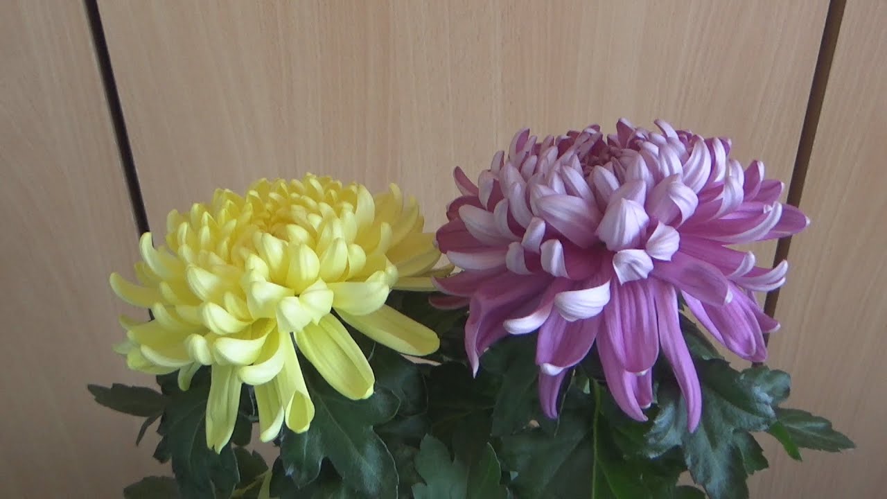 Grandiol Chrysanthemum indicum Flowers YouTube