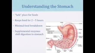 The Role of Enzymes in Autism, Gut Issues and Food Intolerances: 2013