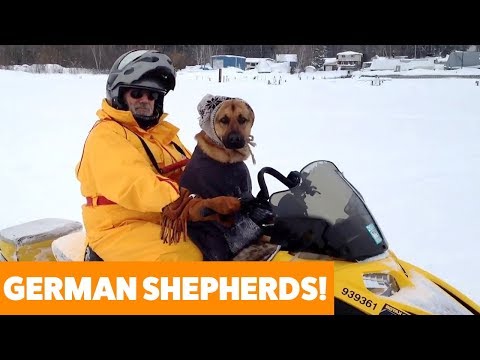 Funny and Cute German Shepherds | Funny Pet Videos