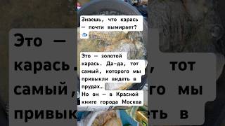 Золотой карась — в Красной книге Если поймал —отпусти #краснаякнига #карась #москва #природа #shorts