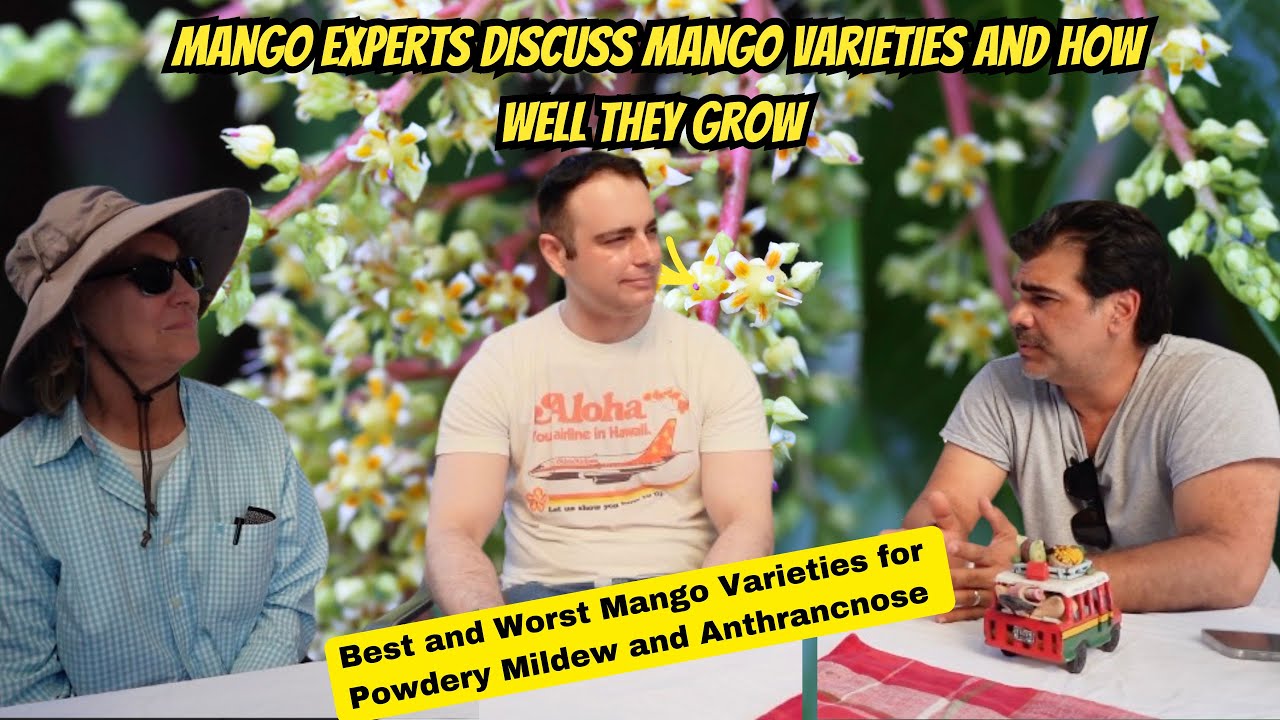 Best and Worst Mango Varieties to Grow for Anthracnose Resistance
