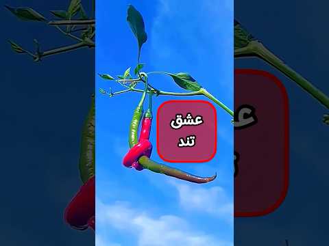 عشق فلفلی فلفل عاشق