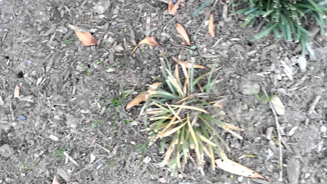 Cicada Invasion - The Cicadas Are Emerging - Summit, NJ - May 4th, 2013 - HD