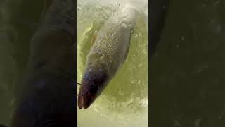 Nice walleye caught at red Lake fishing red lake good vibes￼￼￼