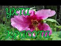 Цветочное волшебство: Красота природы Ухты / Канал Ухта