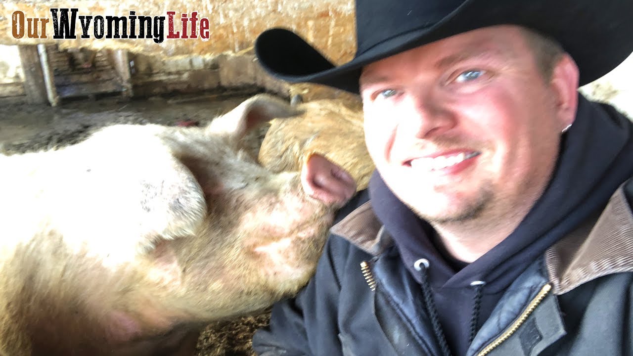Getting Pigs Ready to go to Market