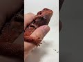 Pulling skin out of my bearded dragons nose #beardeddragon #reptiles #wildsurvival #wildlifesurvival